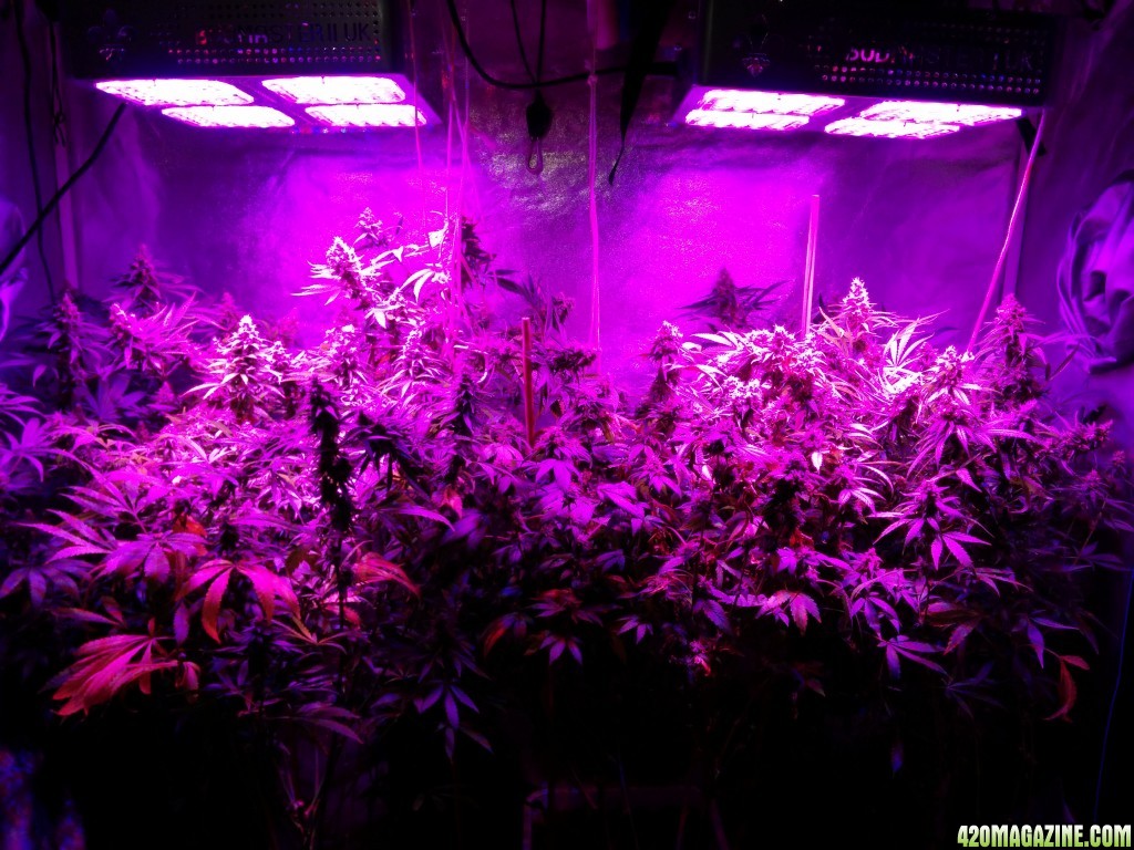 Ice_mud_led_grow_light_budmaster_3_.jpg