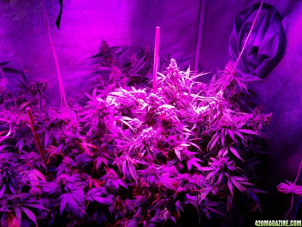 Ice_mud_led_grow_light_budmaster_4_.jpg