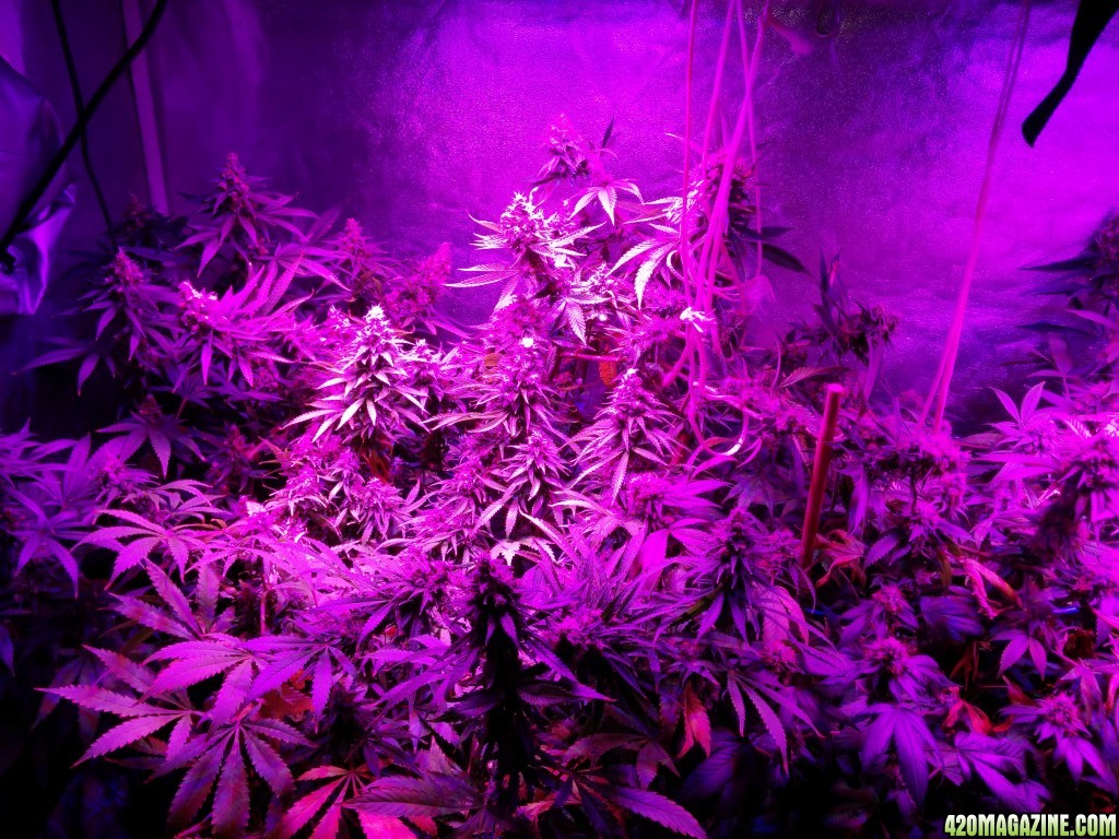 Ice_mud_led_grow_light_budmaster_5_.jpg