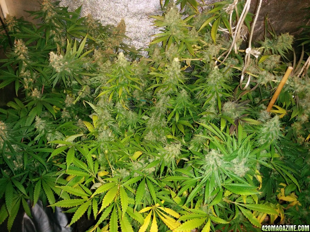 Ice_mud_led_grow_light_budmaster_9_.jpg