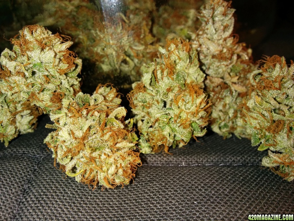 Icemud_Ogiesel_strain_3_.jpg