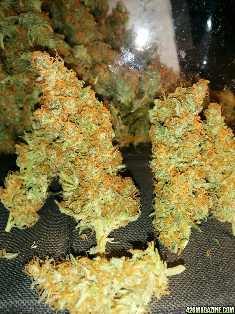 Icemud_Tangie_strain_genetics_1_.jpg