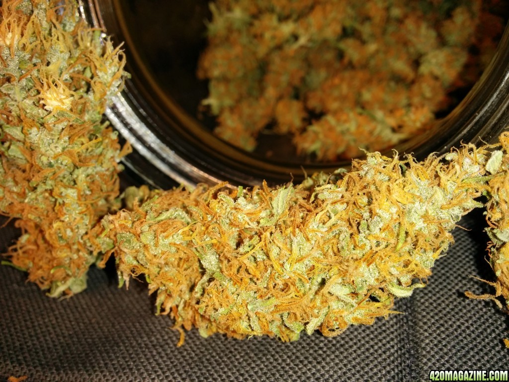 Icemud_tangie_Strain_Genetics_cannabis_seed_3_.jpg