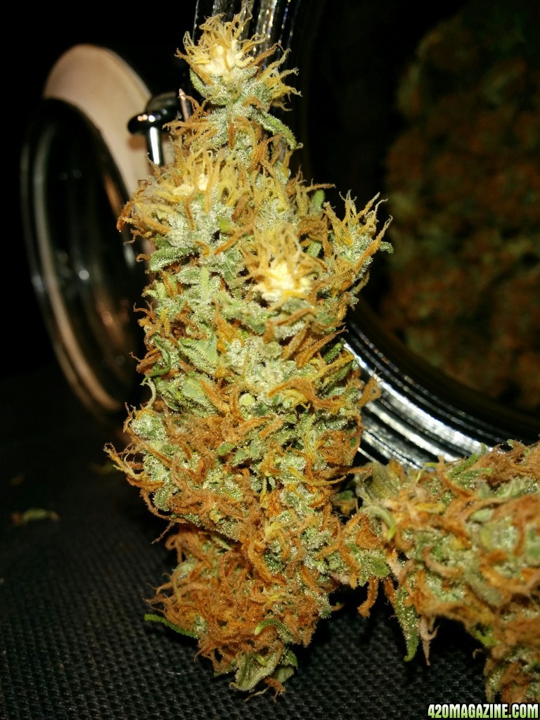 Icemud_tangie_Strain_Genetics_cannabis_seed_4_.jpg