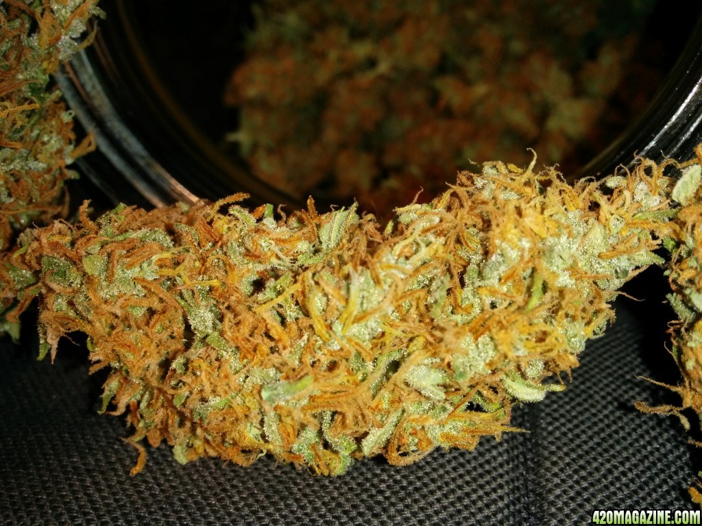 Icemud_tangie_Strain_Genetics_cannabis_seed_5_.jpg