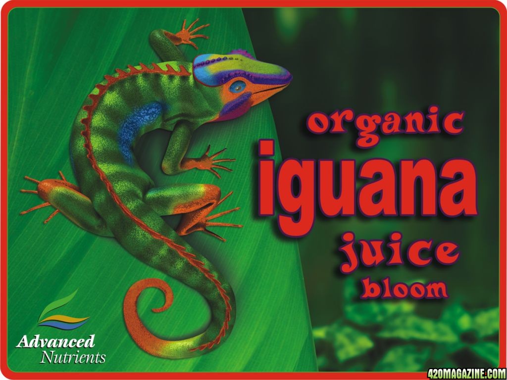 IguanaJuice-Bloom.jpg