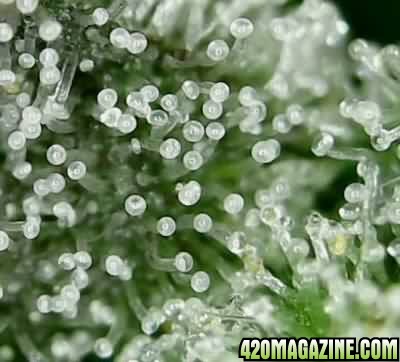 Images-Marijuana-Trichomes-Digital-Microscope-004a.jpg