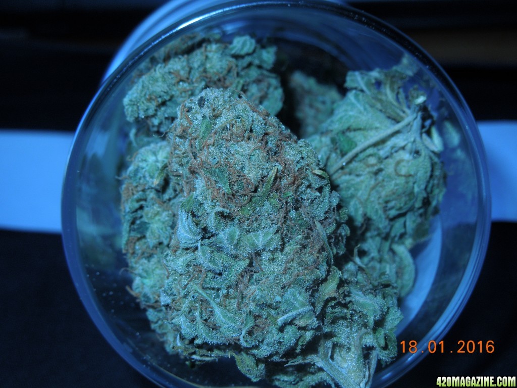 In_jar_nug_shot.jpg