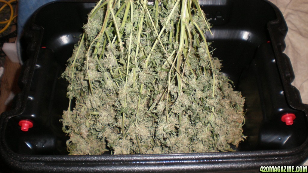 JH_Auto_Harvest_002.JPG