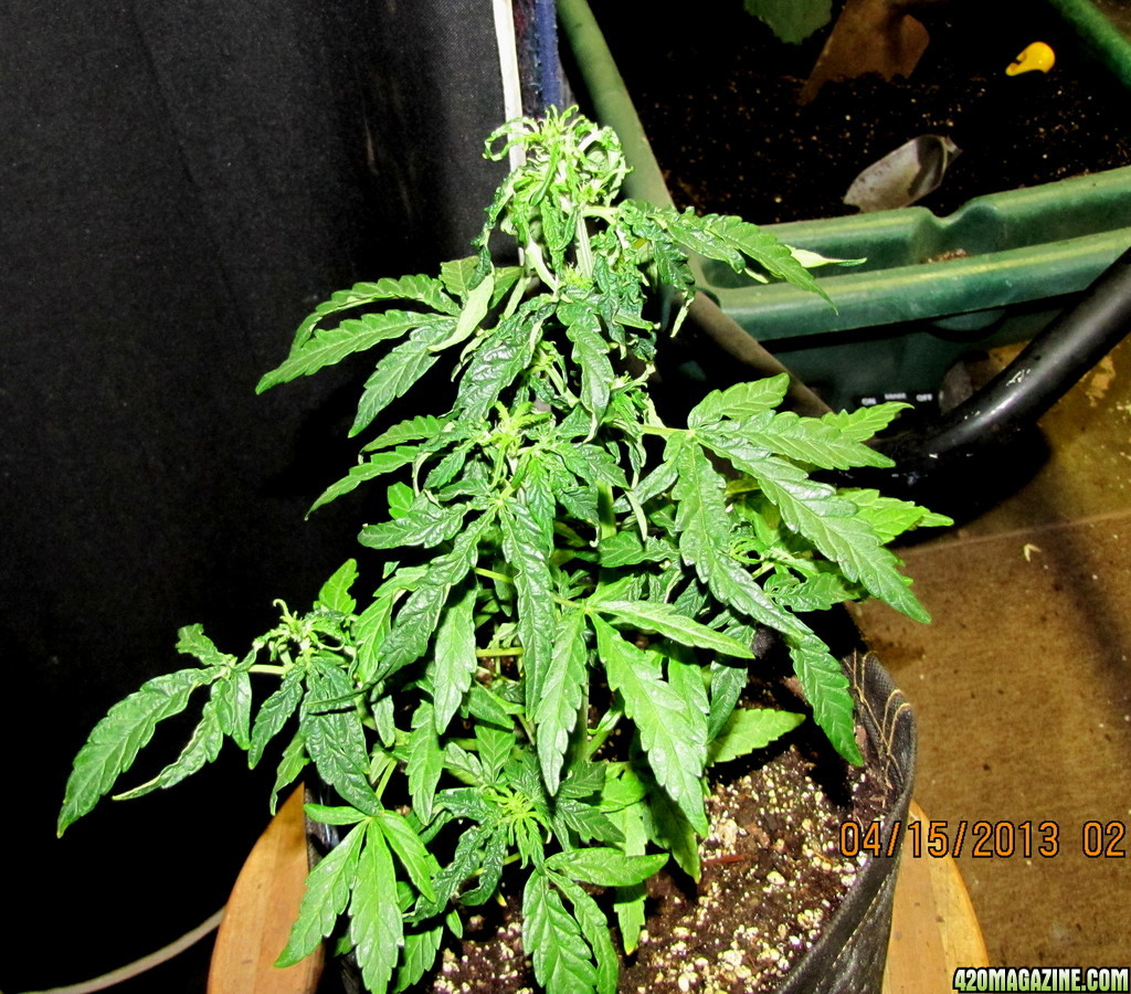 Jack_Herer9.jpg