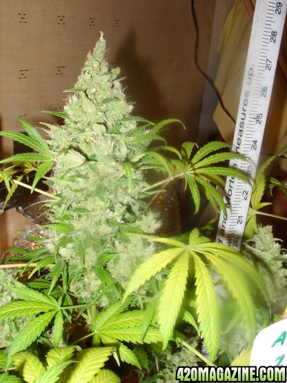 Jan11-AK2-2_Cola_Harvest_Day84Flower.jpg