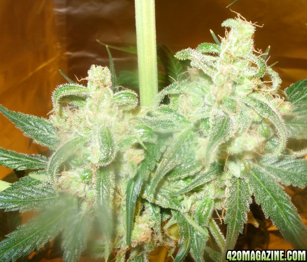 Jan11-TT2-4_2LowerBuds_Harvest_Day80Flower.jpg