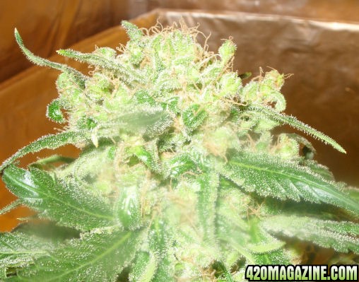 Jan11-TT2-4_Cola_Harvest_Day80Flower.jpg