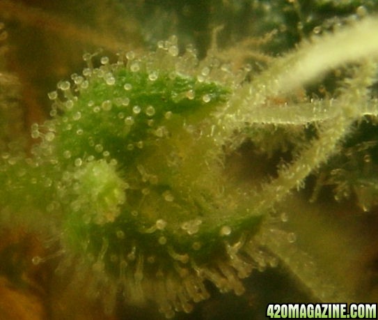 Jan11-TT2-4_Trichs1_Harvest_Day80Flower.jpg