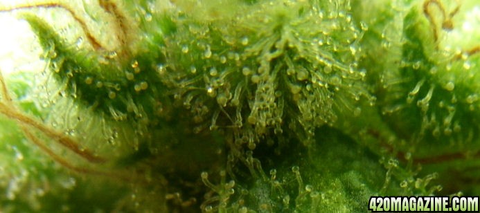 Jan11-TT2-4_Trichs2_Harvest_Day80Flower.jpg