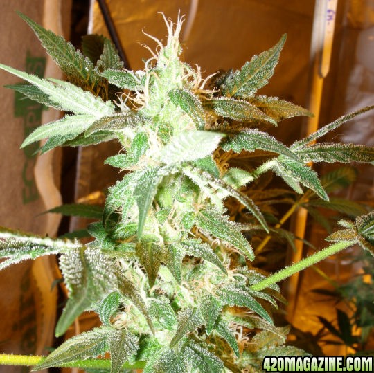 Jan24-AK-47_CloneUK_TopCloser_ToFlowerDec14.jpg