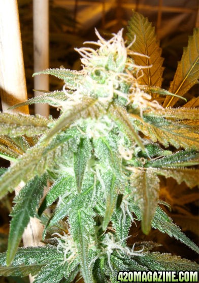 Jan24-Cheese_Clone1_Top_ToFlowerDec21.jpg