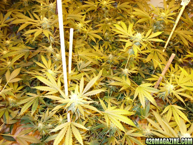 Jan24-Cheese_Clone1_ViewFromTop_ToFlowerDec21.jpg