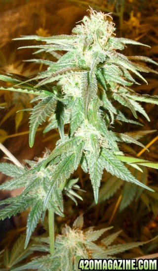 Jan24-Cheese_Clone4_Top_ToFlowerDec14.jpg