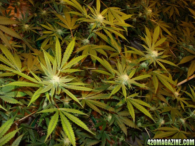 Jan24-Cheese_Clone5_ViewFromTop_ToFlowerDec28.jpg