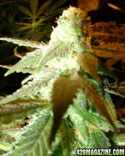 Jan24-Cheese_Clone6_Top_ToFlowerDec31.jpg