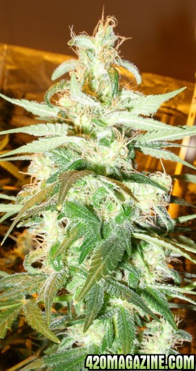 Jan24-G13Haze-Clone2_Top_ToFlowerNov27.jpg