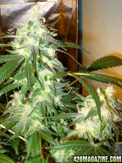 Jan24-G13Haze-Clone3_Top_ToFlowerNov15.jpg