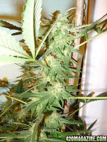 Jan24-LD_Clone1_Top_ToFlowerNov24.jpg