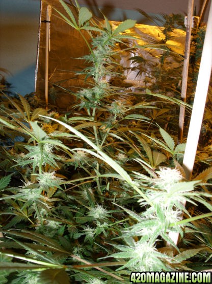 Jan24-LD_Clone3-3_Tops_ToFlowerDec31.jpg