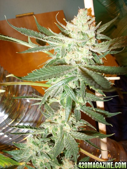 Jan24-LD_Clone5_Top_ToFlowerNov15.jpg