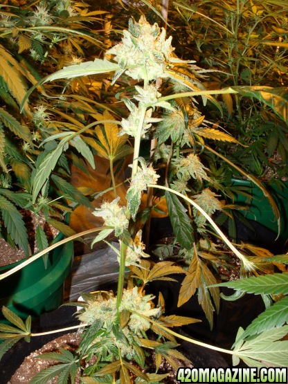 Jan24-Medijuana_Clone2of3_ToFlowerNov29.jpg