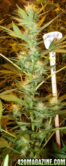 Jan24-SuperNovaChronic_Clone5_Top_ToFlowerDec28.jpg