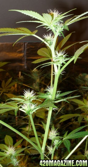 Jan24-WhiteWidow_Clone3-1_Top_ToFlowerJan8.jpg