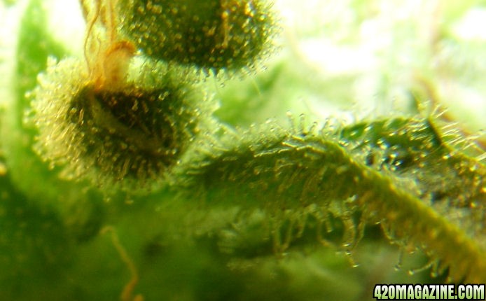 Jan7-AK2-2_Trichs_Day80Flower.jpg