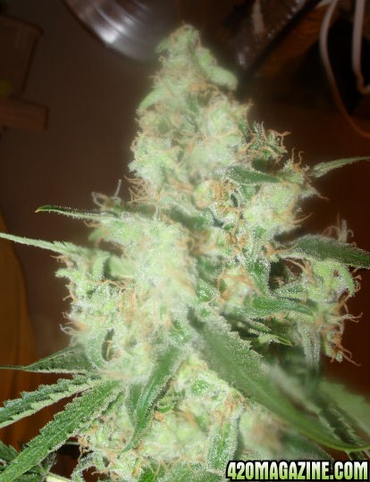 Jan7-LD2-2_Cola_Harvest_Day76Flower.jpg