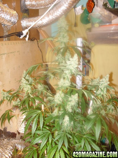 Jan7-LD2-2_Harvest_Day76Flower.jpg