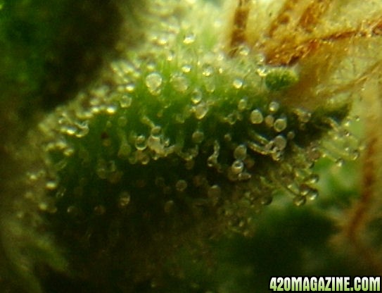 Jan7-LD2-2_Trichs1_Harvest_Day76Flower.jpg