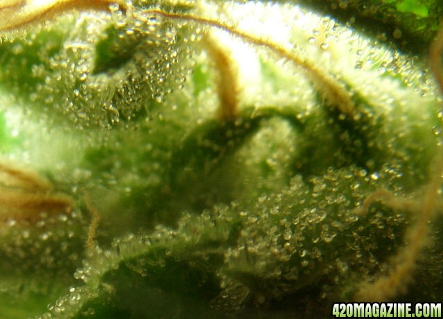 Jan7-LD2-2_Trichs2_Harvest_Day76Flower.jpg