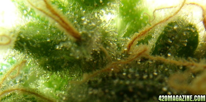 Jan7-LD2-2_Trichs3_Harvest_Day76Flower.jpg