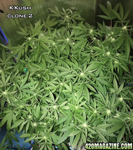 KKush_Clone2.jpg