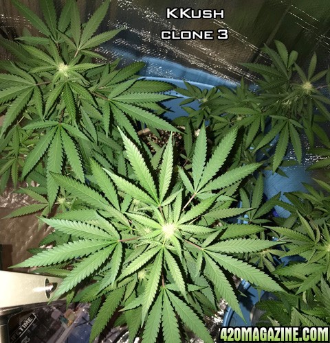 KKush_Clone_3_top_view.jpg