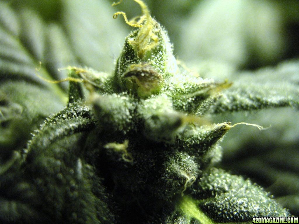 KaliMist_bud_macro_d41.jpg