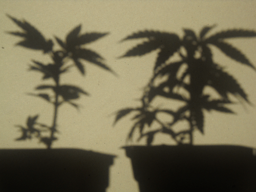 KaliStartFeb1110_Shadow01.gif