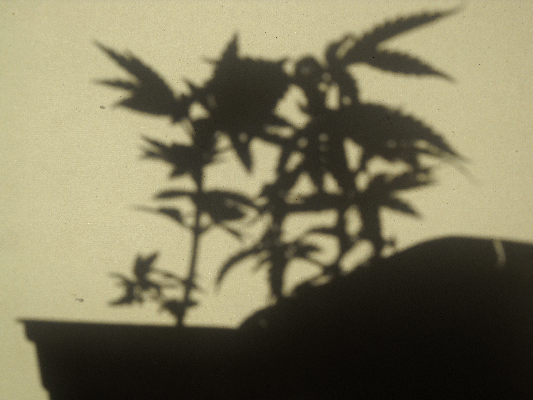 KaliStartFeb1110_Shadow03.gif