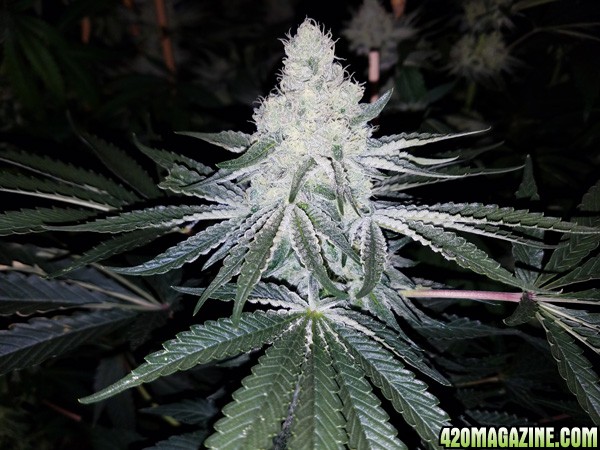 Keebler_Marijuana_Genetics_-_Cookies_and_Cream_F-2_By_Fancyweed.jpg