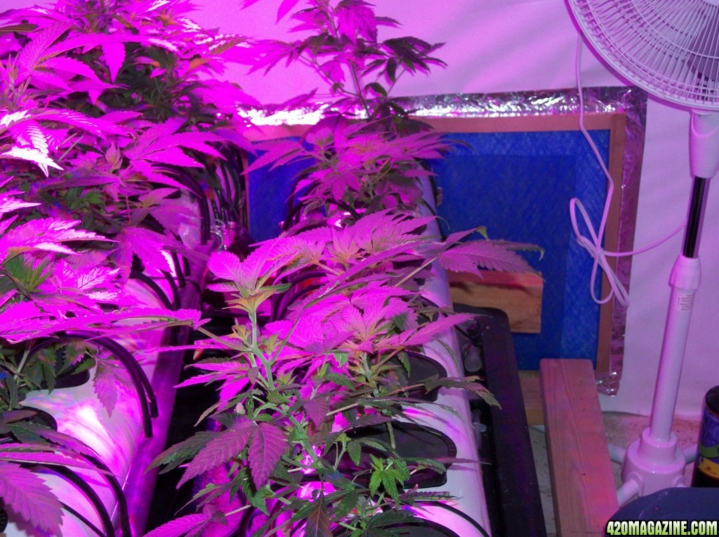 KingJohnC_s_Green_Sun_LED_Lights_Znet4_Aeroponic_Indoor_Grow_Journal_and_Review_2014-09-12_-_002.JPG