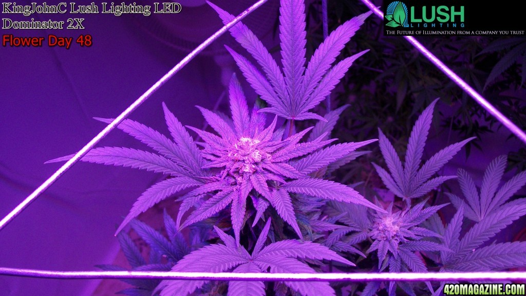 KingJohnC_s_Lush_Lighting_LED_Dominator_2X_Soil_Indoor_Grow_Journal_and_Review_2014-06-28_-_012.JPG