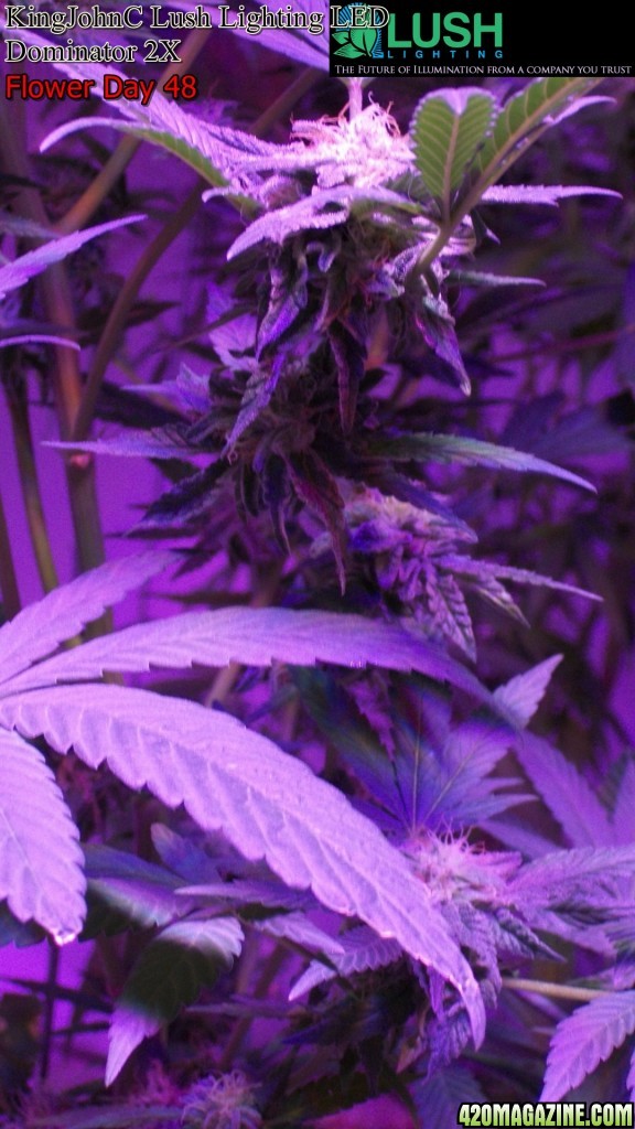 KingJohnC_s_Lush_Lighting_LED_Dominator_2X_Soil_Indoor_Grow_Journal_and_Review_2014-06-28_-_019.JPG