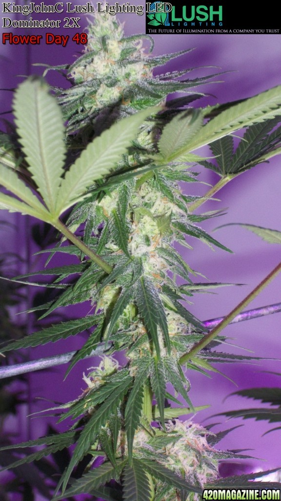 KingJohnC_s_Lush_Lighting_LED_Dominator_2X_Soil_Indoor_Grow_Journal_and_Review_2014-06-28_-_051.JPG