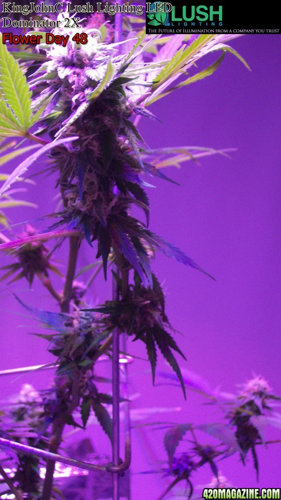 KingJohnC_s_Lush_Lighting_LED_Dominator_2X_Soil_Indoor_Grow_Journal_and_Review_2014-06-28_-_097.JPG